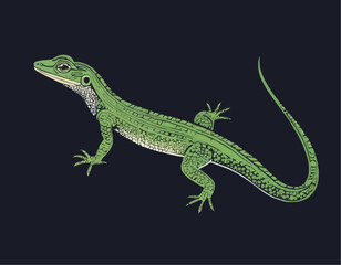 Fototapeta premium Illustration of Japanese native Miyako grass lizard 