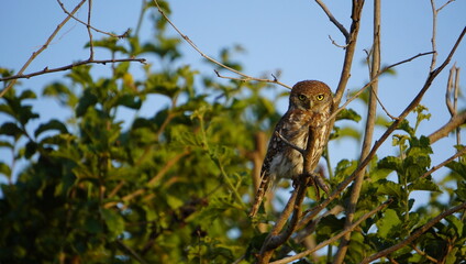 African owlet