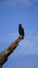 Long crested eagle