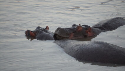 hippo in the water