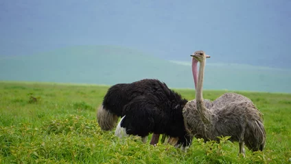 Wandaufkleber ostrich in the grass © naturespy