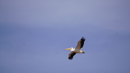 Fototapeta na wymiar pelican flying