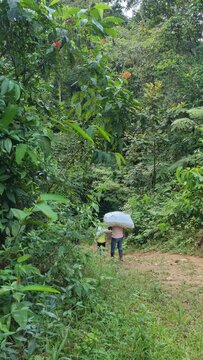 Los campesinos llevan las verduras en hombros reci&eacute;n cosechadas en una monta&ntilde;a en Ant&oacute;n Panam&aacute;.