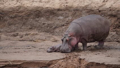 hippopotamus with a baby