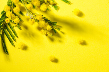 Mimosa spring flowers branch border design over yellow background, top view. Bouquet of beautiful yellow fresh mimosa. Easter, Mother's Day