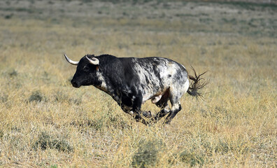 un toro bravo en un espectaculo de toreo en españa