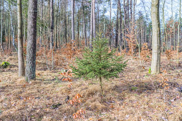 Świerk Pospolity, Picea abies