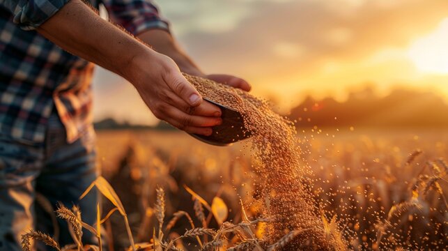 farmer pouring grains into a sack, in the background a sunset generative ai