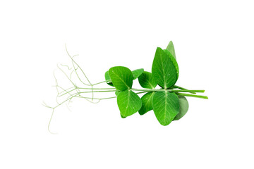 Pea Leaf Isolated