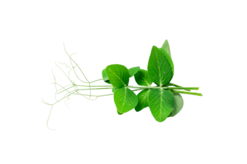 Pea Leaf Isolated