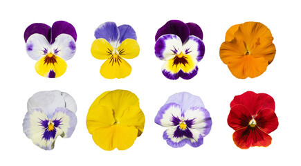 Purple Violet Pansies, Tricolor Viola Close up, Flowerbed with Viola Flowers, Heartsease, Johnny...