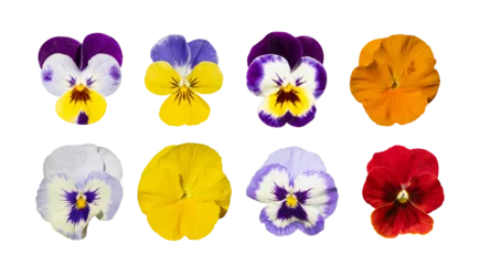 Zelfklevend Fotobehang Purple Violet Pansies, Tricolor Viola Close up, Flowerbed with Viola Flowers, Heartsease, Johnny Jump © ange1011