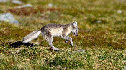 Arctic fox cub (Vulpes lagopus) in Dovre mountains, Norway