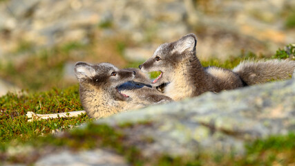 Naklejka na ściany i meble Wild Arctic fox cubs (Vulpes lagopus) playing in Dovre mountains, Norway