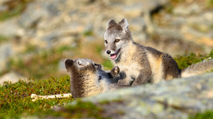 Wild Arctic fox cubs (Vulpes lagopus) playing in Dovre mountains, Norway
