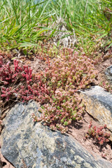 White stonecrop (sedum album) flowers emerging into bloom