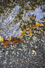 autumn leaves on the water