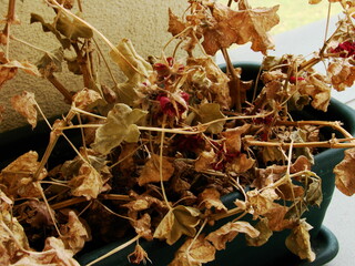 Uschnięte rośliny © tomo81