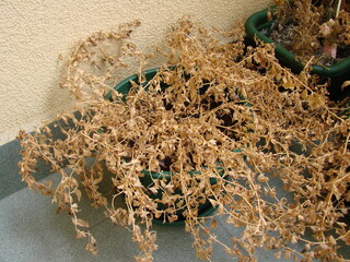 Uschnięte rośliny © tomo81