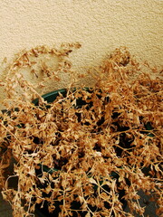 Uschnięte rośliny © tomo81