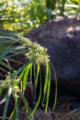 Ancient flora, green papyrus plant growing in water