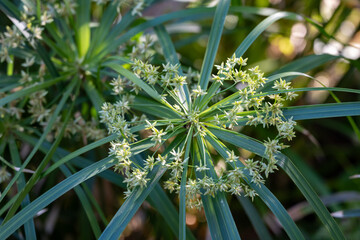 Ancient flora, green papyrus plant growing in water