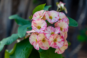 Pink blossom of ornamental indoor and outdoor tropical plant euphorbia milii or crown of thorns, Christ plant