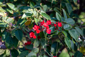 Red flowers of Jatropha flowering plants in spurge family, Euphorbiaceae