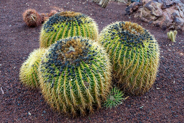 Botanical garden with different tropical succulent plants green cactuses close up
