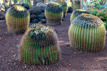 Botanical garden with different tropical succulent plants green cactuses close up