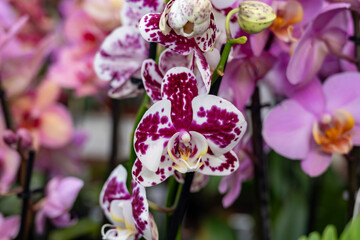 Blossom of colorful tropical decorative orchids flowers close up