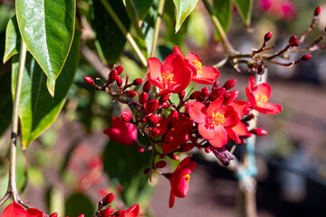 Obraz premium Red flowers of Jatropha flowering plants in spurge family, Euphorbiaceae