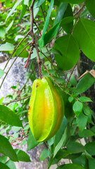 almost ripe yellow carambola star fruit in the tree branch, ready to harvest soon
