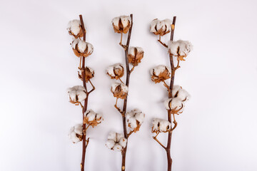 Home decoration, dried branch with bolls of cotton plant, source of natural fiber kitchen and bed textile on white background