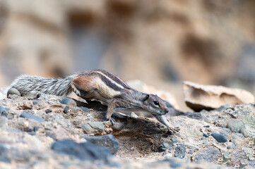 Chipmunk or barbary ground squirrel animal sits on dark lava stones in sun lights on Fuerteventura, Canary Islands, Spain