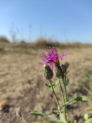 flower in the desert