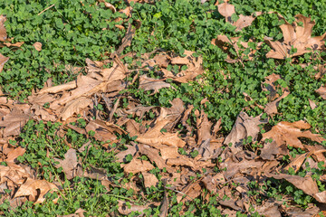 Green clover natural background. dried and fallen plane tree leaves in autumn.