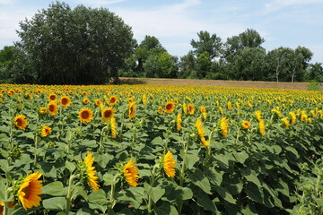 Agricultural sunflowers field. The Helianthus sunflower is a genus of plants in Asteraceae family....