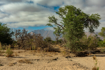 Vegetation on the dry Ugab River, Namibia - 741965964