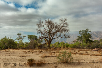 Vegetation on the dry Ugab River, Namibia - 741966156