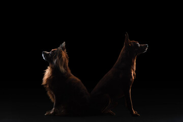 Two dogs are silhouetted against a dark background, one with fluffy fur, the other sleek and alert