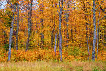 Fototapeta premium Vibrant Autumn Forest Scene with Rich Fall Foliage and Meadow