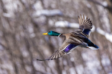 Mallard drake flying in winter