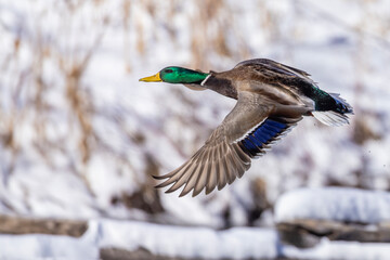 Mallard drake flying in winter