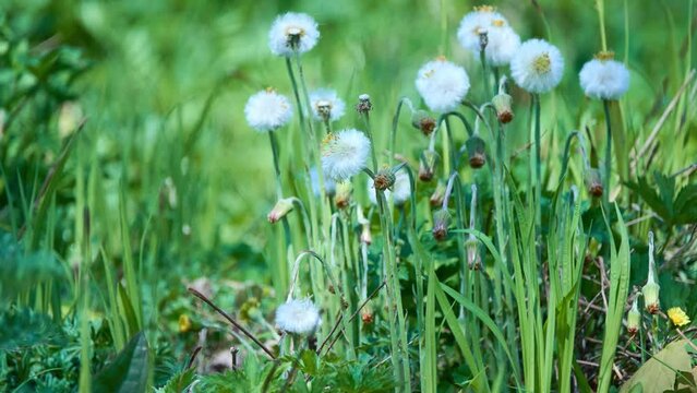 Tussilago farfara, commonly known as coltsfoot, is plant in groundsel tribe in daisy family Asteraceae, native to Europe and parts of western and central Asia.