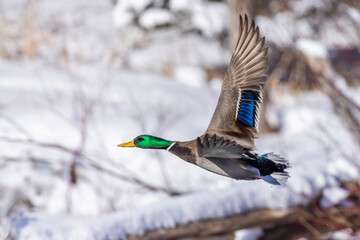 Mallard drake flying in winter