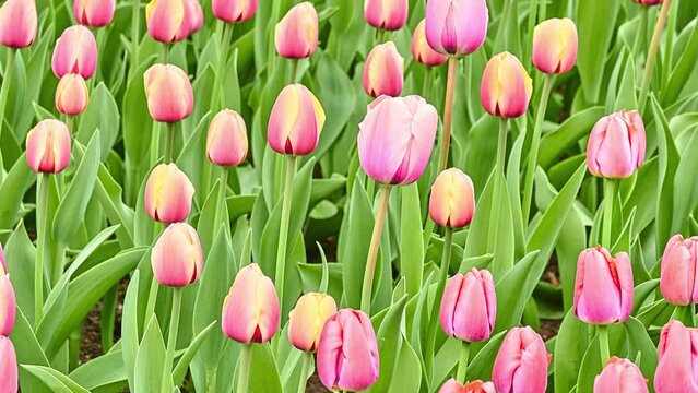Tulips (Tulipa) form a genus of spring-blooming perennial herbaceous bulbiferous geophytes (having bulbs as storage organs). Flowers are usually large, showy and brightly coloured.