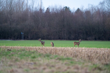 Rehwild beim Äsen