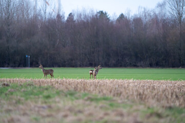 Rehwild beim Äsen
