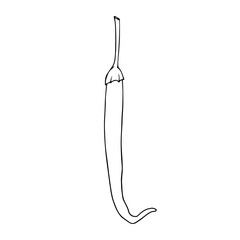 Linear sketch, outline, coloring of a hot chili pepper. Vector graphics.